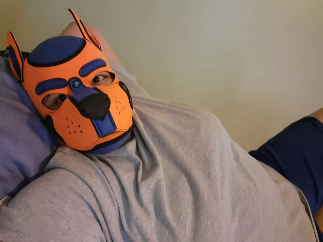 hey whats up everypup?