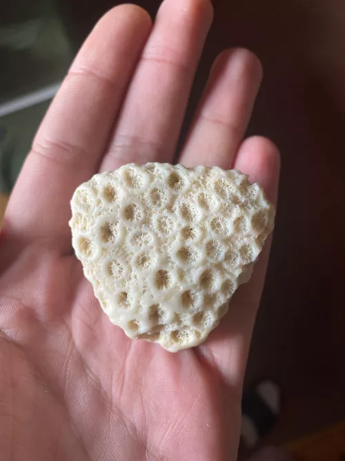 identify this for me please ,found on Seychelles beach