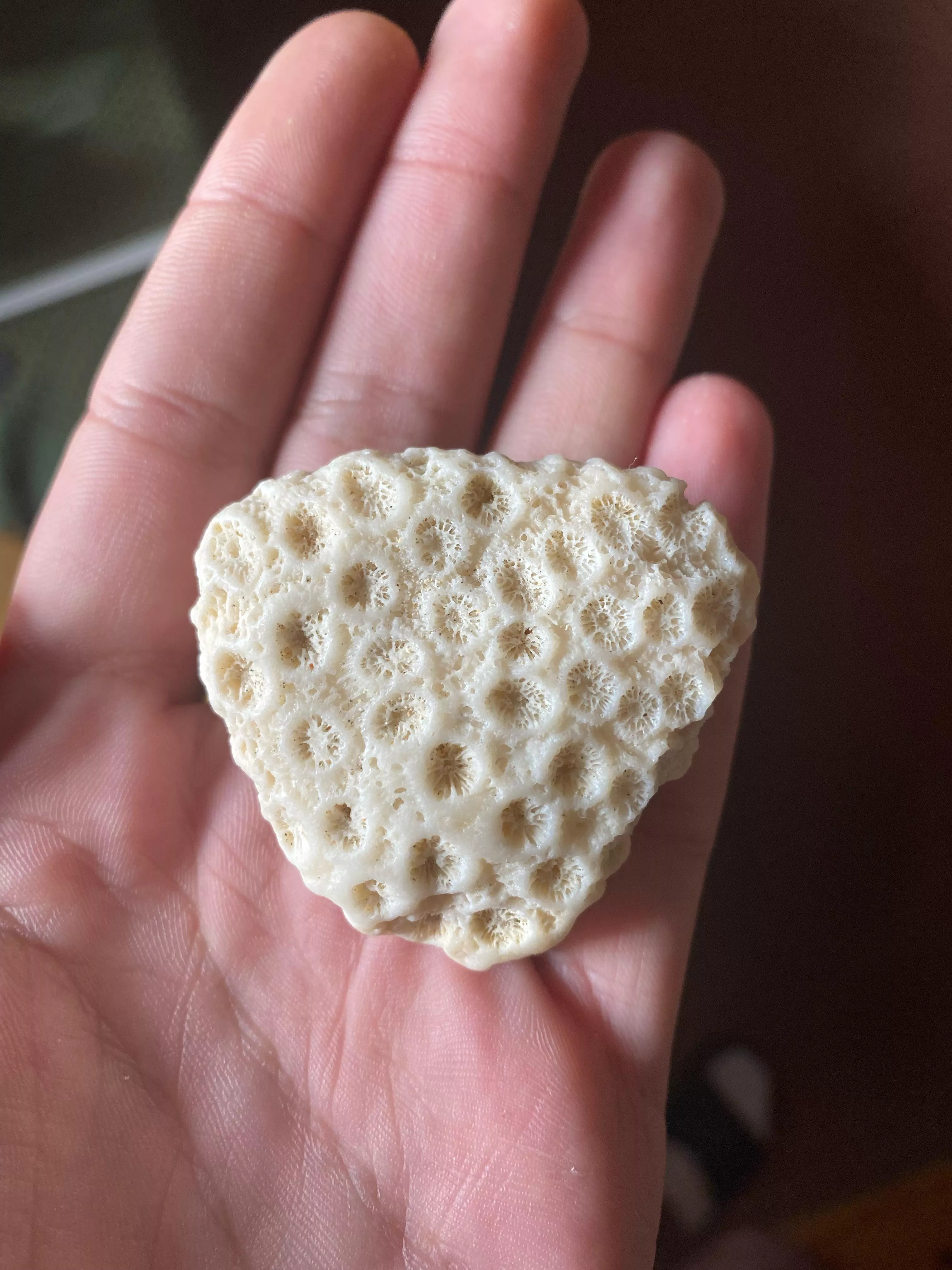 identify this for me please ,found on Seychelles beach