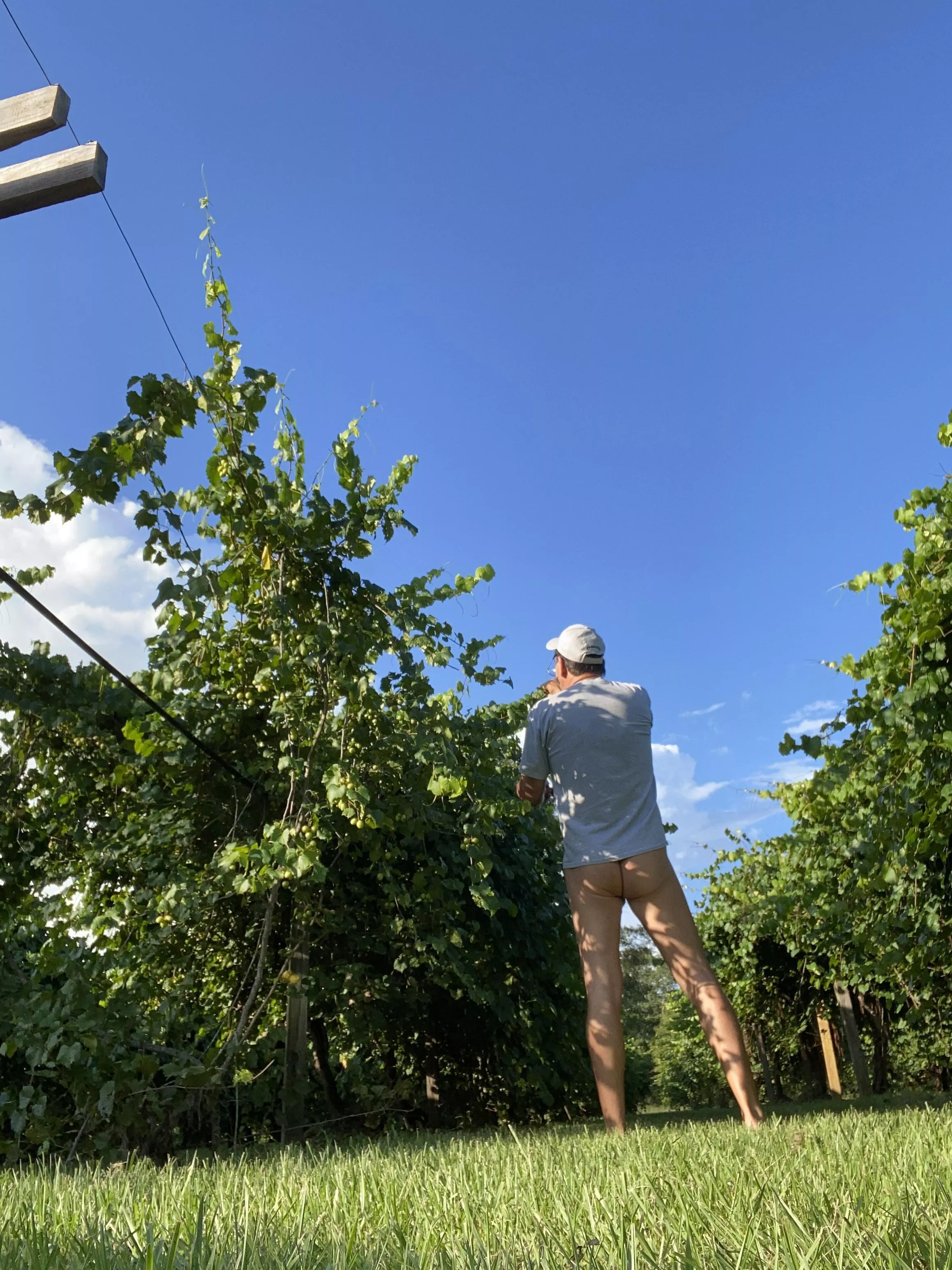Working in our vineyard. Excuse the shirt, needed protection from 97°.