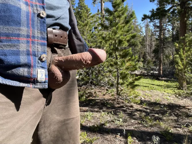 America’s national forests are a vital source of wood