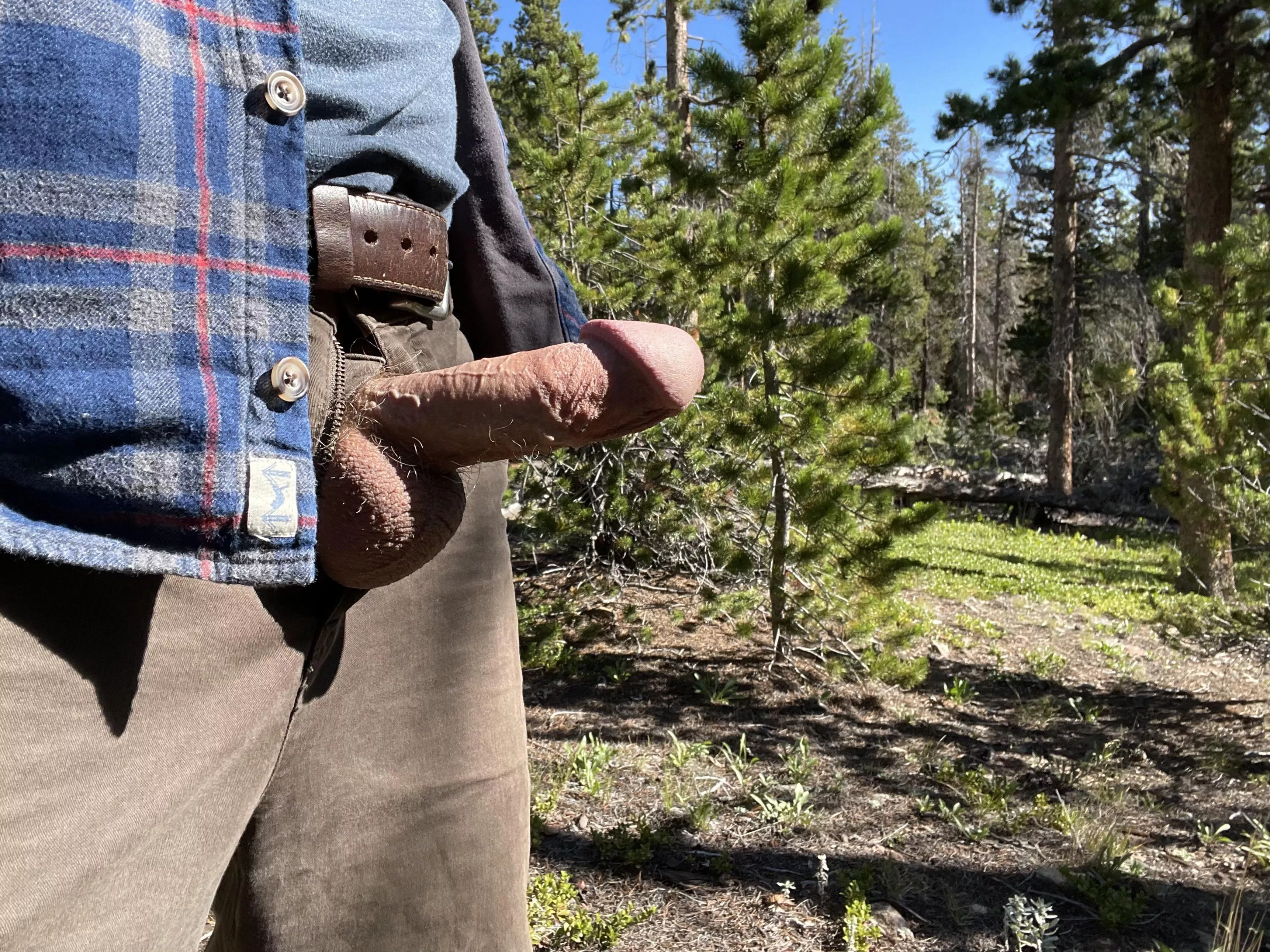 America’s national forests are a vital source of wood