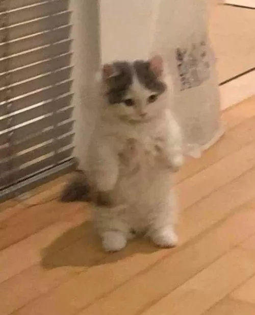 Anyone interested in helping me? Looking for a artist to do a character in version r34 [Cat]