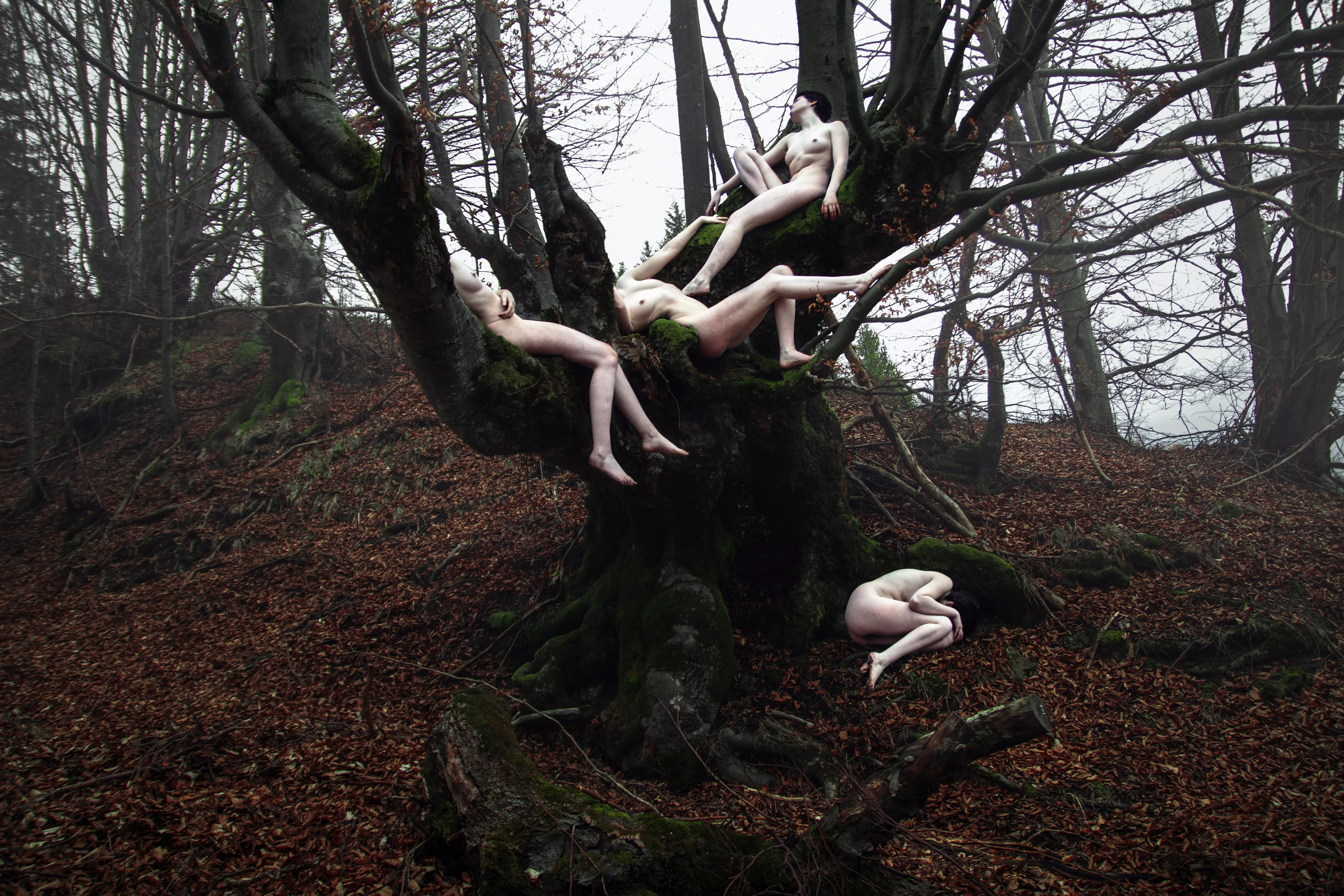 The Nymph Tree The Nymph Tree