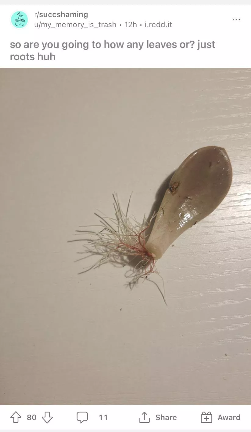 Saw this succulent shaming post and thought “wow that’s quite the pili multigemini”