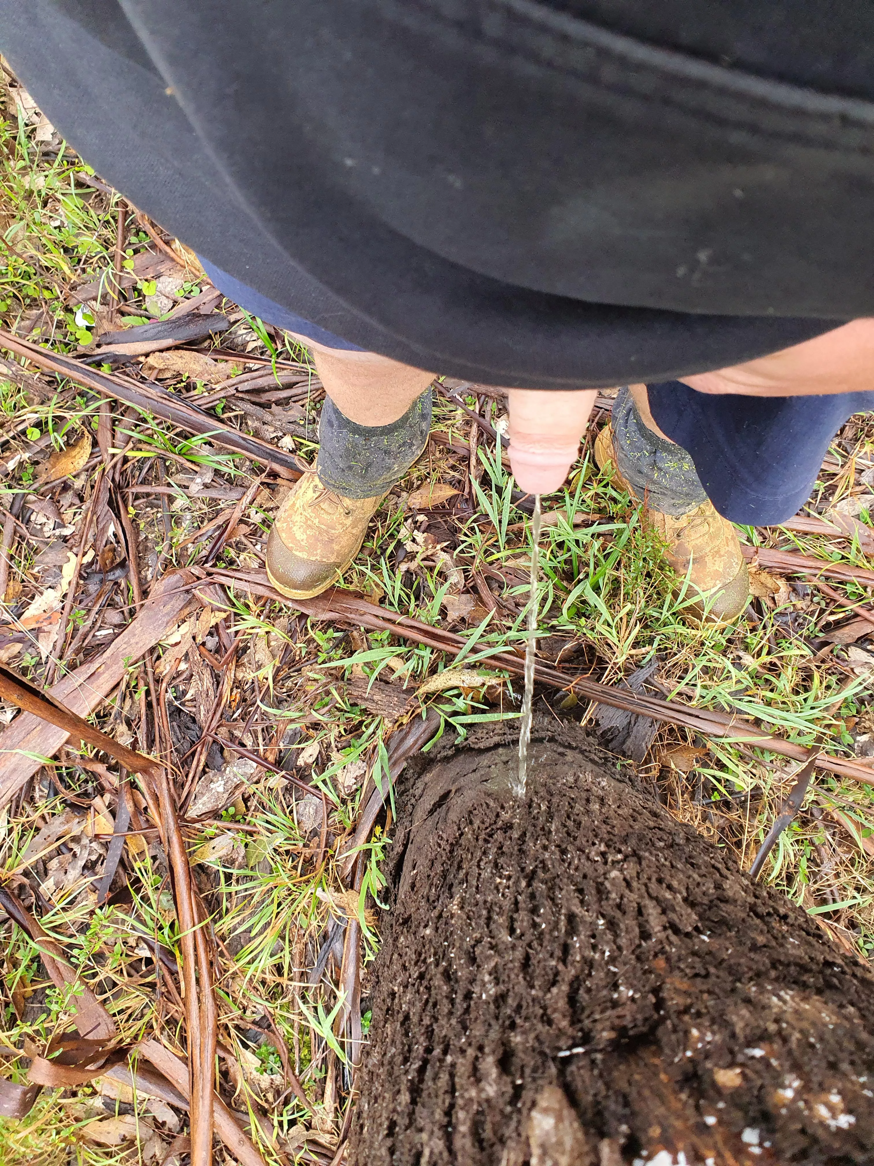 Thought this tree needed watering