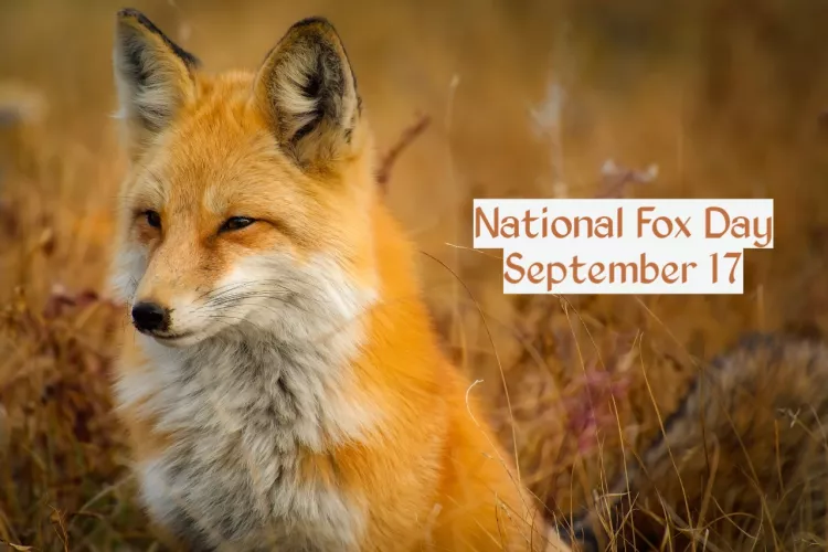 It's national fox day y'all!🦊, Happy national fox day to all furry foxes out there!