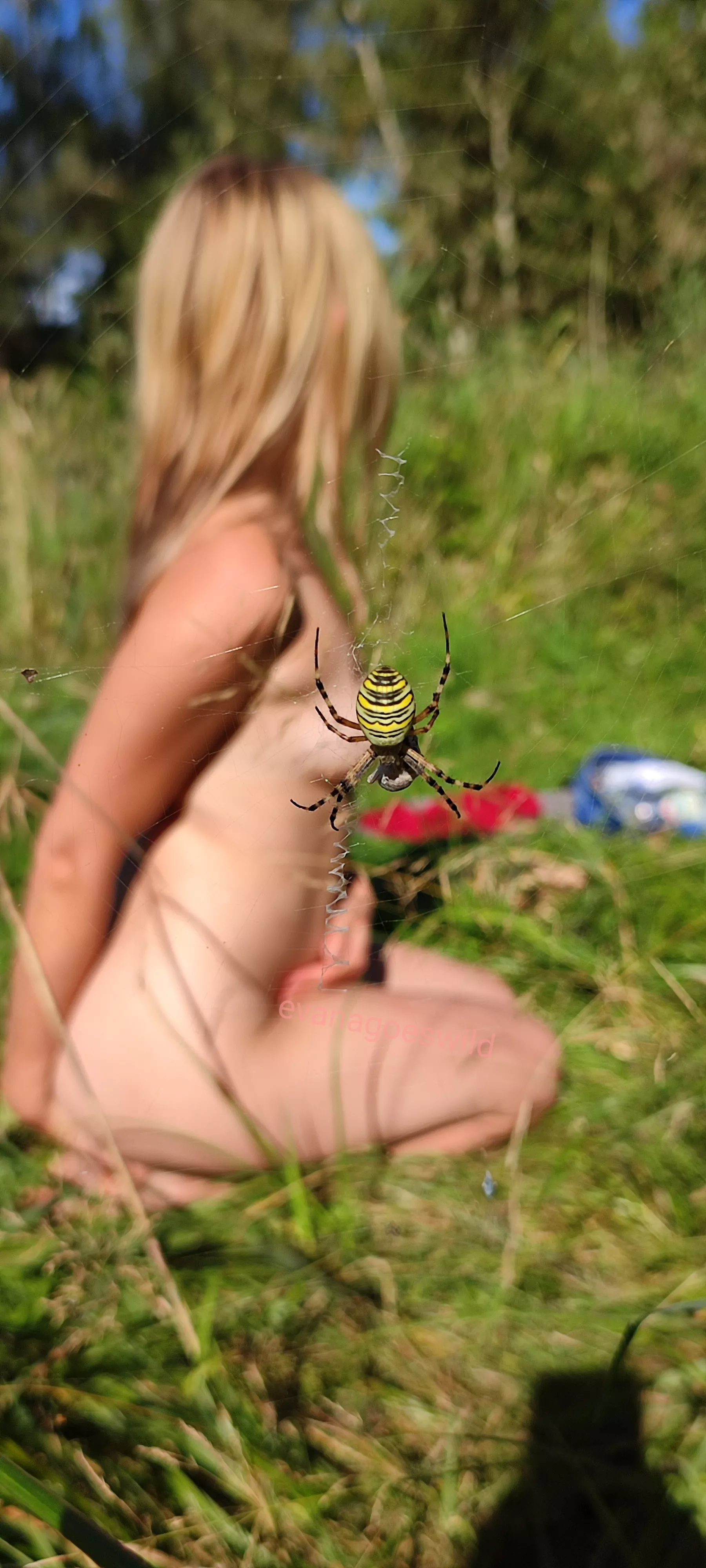 look what a beautiful spider next to me [f]