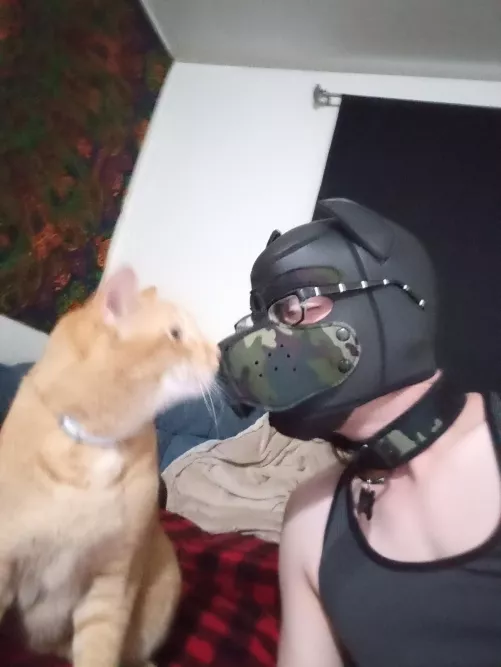 I know it's fun, but don't bark at kitties! You never know where you'll find a friend ☺️