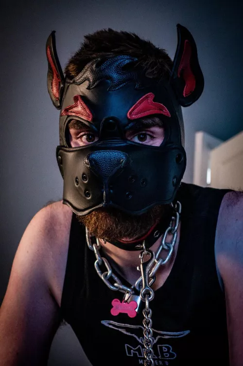 Pup Reggie is always eager for a good bone and to play with other pups. Twitter: PupReggie