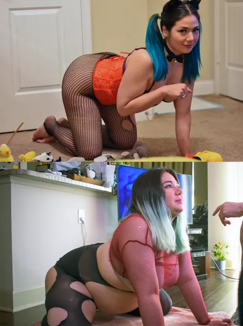 perky housepet 😸 to ruined fuckpig 🐷