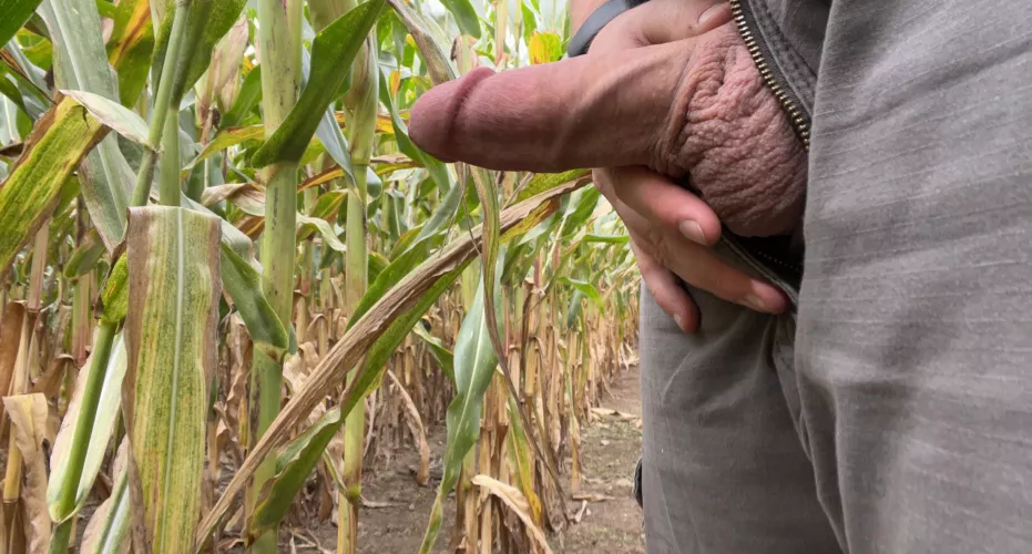 Had to take a quick break from cutting corn stalks to take care of this