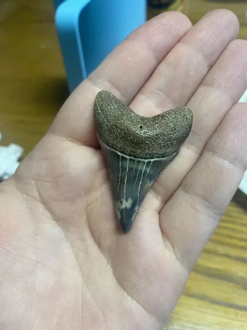 Is there anyway to tell what shark this is or how big it was? Washed up post Hurricane Ian. My BF’s family thinks it’s a Great White!